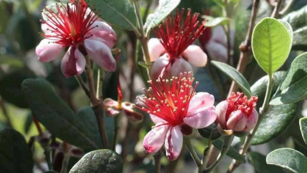 PIANTA DI FEIJOA ACCA SELLOWIANA IN VASO 30 altezza 120/140 cm (foto reali)