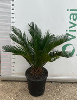 Carica immagine nel visualizzatore Galleria, PIANTA DI CYCAS CICAS  REVOLUTA  VASO 23 CM