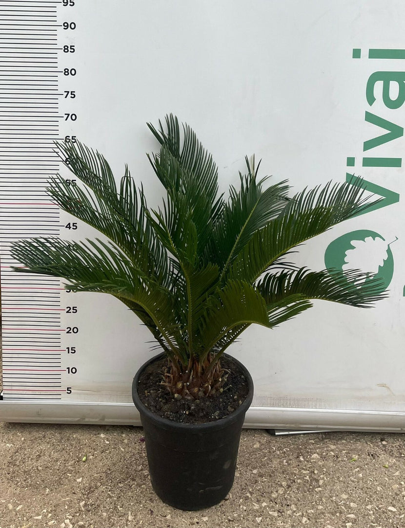 PIANTA DI CYCAS CICAS  REVOLUTA  VASO 23 CM