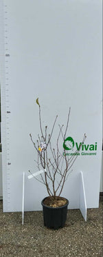 Carica immagine nel visualizzatore Galleria, PIANTA DI MAGNOLIA STELLATA A CESPUGLIO V.24 alt.70/80 CM  (foto reale)