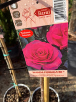 Carica immagine nel visualizzatore Galleria, PIANTA DI ROSA ALBERELLO BARNI  VASO BIANCO  COLORI MIX