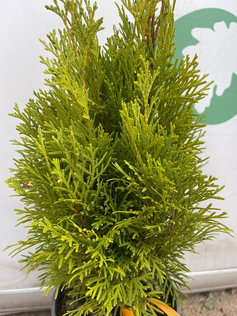 PIANTA DI THUJA NANA AUREA VASO 17 CM  (foto reale) TUIA ORNAMENTALE