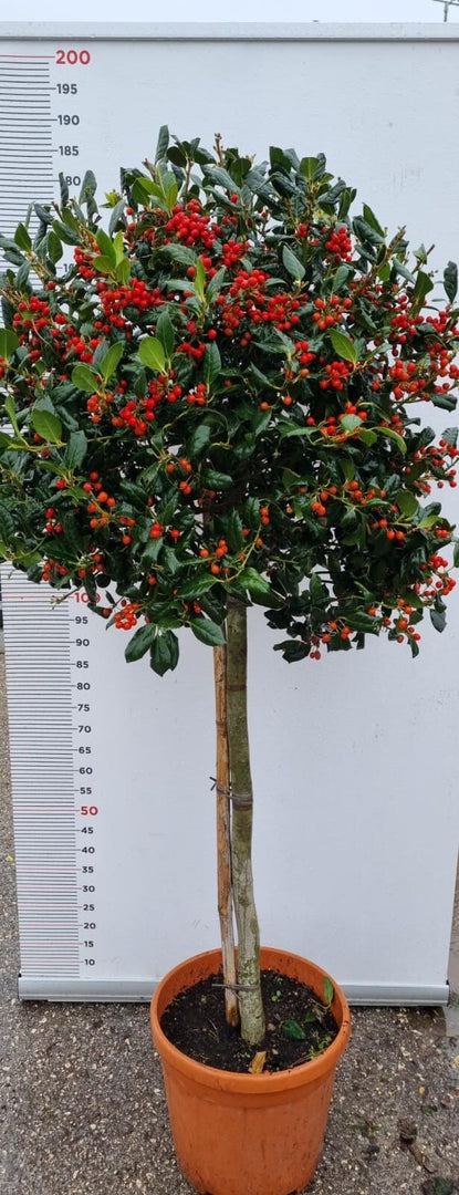 PIANTA DI ILEX NELLY STEVENS IN VASO 1/2 FUSTO CLT 25  (foto reali) AGRIFOGLIO