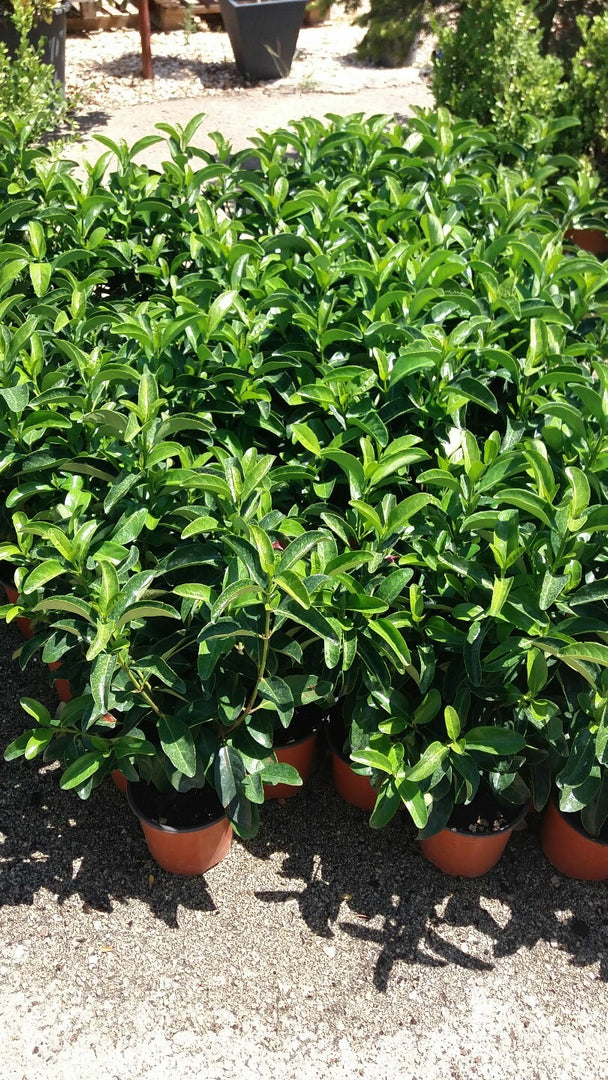 N 3  PIANTE DI VIBURNO LUCIDO VASO 18 altezza 40/50 cm cespuglio da siepe