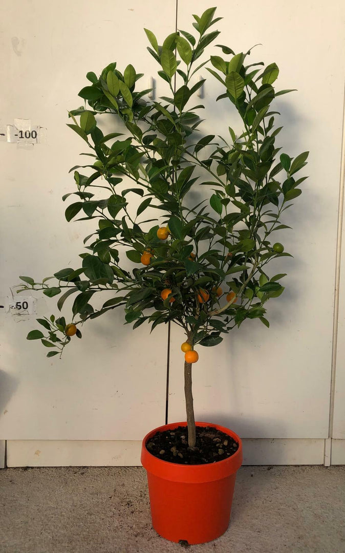 PIANTA DI CALAMONDINO VASO COLORATO 24 cm altezza 90/100 cm