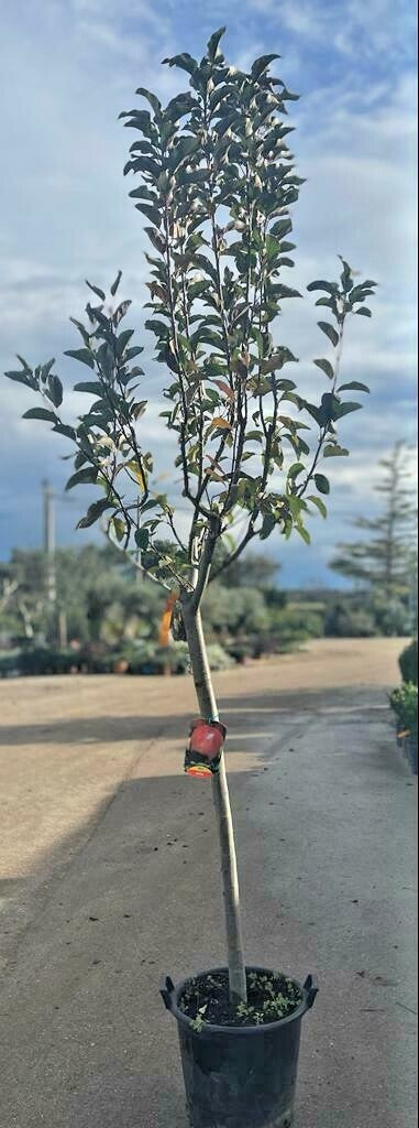 PIANTA DA FRUTTO ALBICOCCA BULIDA in mastello età 5/6 anni C.T. 14/16 cm