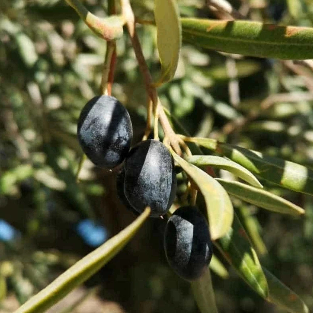 PIANTA DI ULIVO MELA *da mensa* in vaso 24 - età 3/4 anni