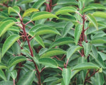 Carica immagine nel visualizzatore Galleria, PIANTA DI PRUNUS LUSITANICA ANGUSTIFOLIA in vaso clt 15 (FOTO REALE)