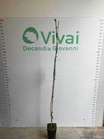 Carica immagine nel visualizzatore Galleria, PIANTA DA FRUTTO UVA FRAGOLA BIANCA in vaso età 2/3 anni