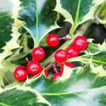 Carica immagine nel visualizzatore Galleria, PIANTA DI AGRIFOGLIO ILEX AQUIFOLIUM ARGENTEOMARGINATA PALLA VASO  CLT 30