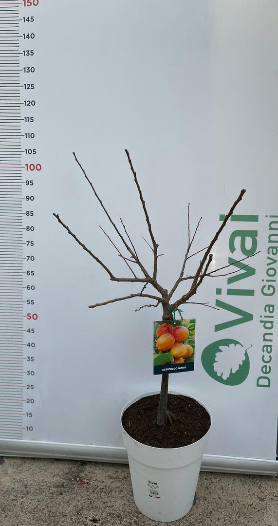 PIANTA DA FRUTTO ALBICOCCO NANO in vaso bianco (foto reali)