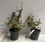 Carica immagine nel visualizzatore Galleria, PIANTA DI COTONEASTER FLOCCOSUS VASO 16 CM  (foto reale)