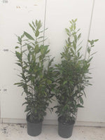 Carica immagine nel visualizzatore Galleria, N.2 PIANTE DI ALLORO VASO 20 altezza cm 65/70 cm (foto reali)