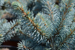 Carica immagine nel visualizzatore Galleria, PIANTA DI PICEA PUNGENS GLOBOSA NANA VASO CLT 30 H. 60/70 CM (foto reale) PINO