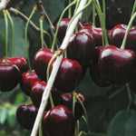 Carica immagine nel visualizzatore Galleria, PIANTA DA FRUTTO CILIEGIA BIGARREAU BURLAT in mastello età 5/6 anni C.T. 14/16