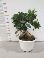 Carica immagine nel visualizzatore Galleria, PIANTA - BONSAI  DI FICUS GINSENG