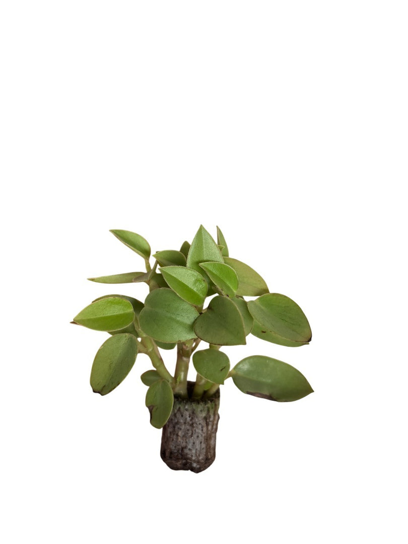 10 pezzi di piante grasse Orba Pixie Lime - Paperomia Hybrida IN VASO 10