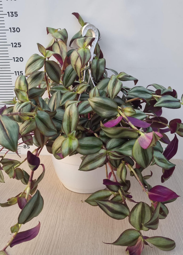 PIANTA DI TRADESCANTIA IN BASKET CM 27 (foto reale)