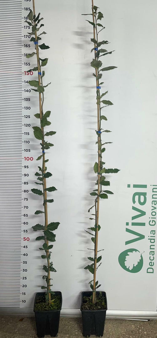 PIANTA DI QUERCIA "LECCIO " cm 140/160 in vaso (foto reali) quercus ilex
