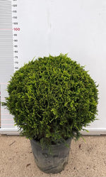 Carica immagine nel visualizzatore Galleria, PIANTA DI CUPRESSOCYPARIS LEYLANDII C.W GOLD PALLA VASO  CLT 35 (foto reali)