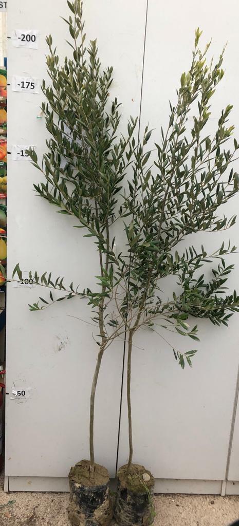 PIANTA DI ULIVO RACCIOPPELLA in vaso 20/fitocella - età 2/3 anni