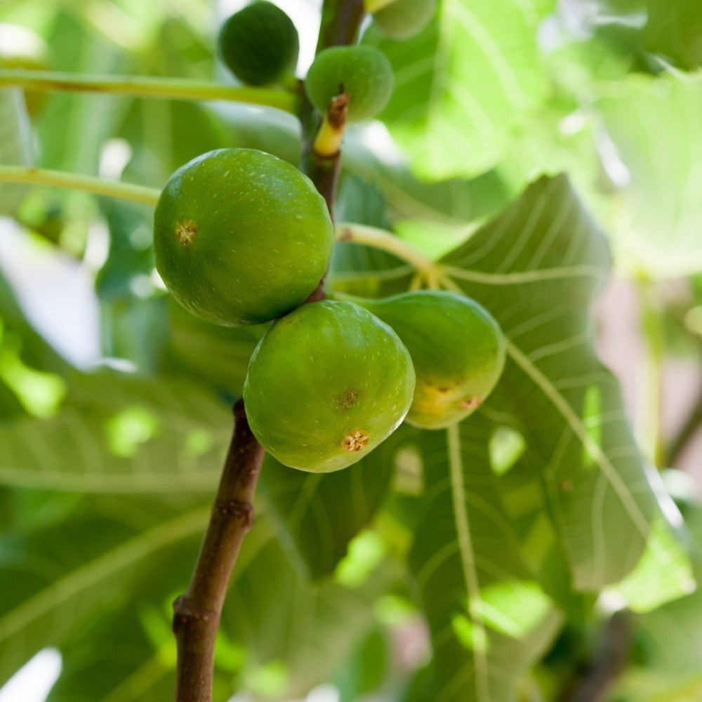 PIANTA DA FRUTTO FICO BIFERO BIANCO in vaso 20 età 2/3 anni