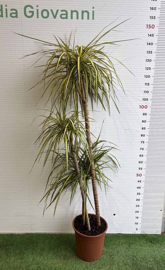 PIANTA DI DRACAENA in vaso 24 (foto reali)