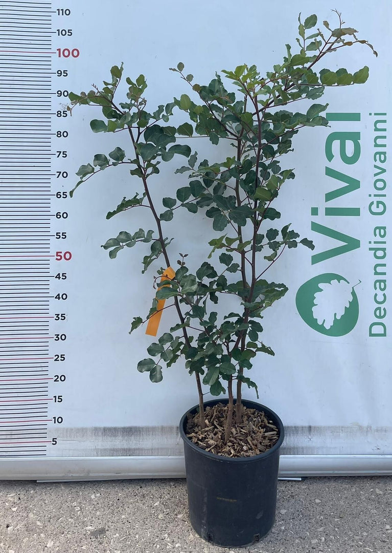PIANTA DI CARRUBO "Ceratonia siliqua" CESPUGLIO IN VASO 24 CM   (foto reale)