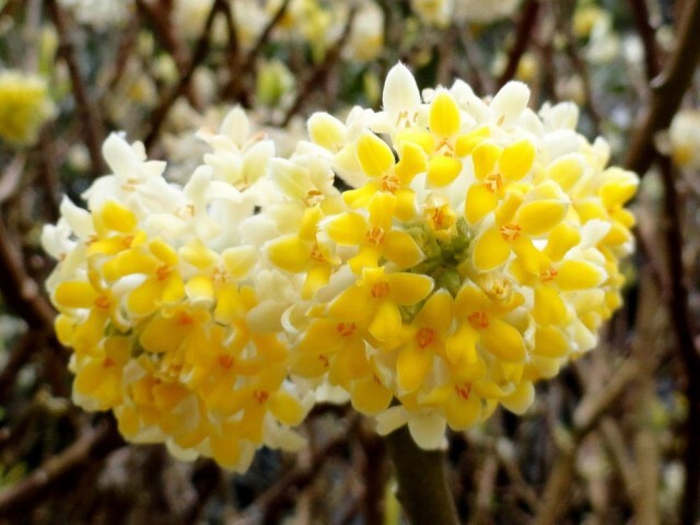 PIANTA DI EDGEWORTHIA CHRYSANTHA VASO CLT 55 H. 100/125