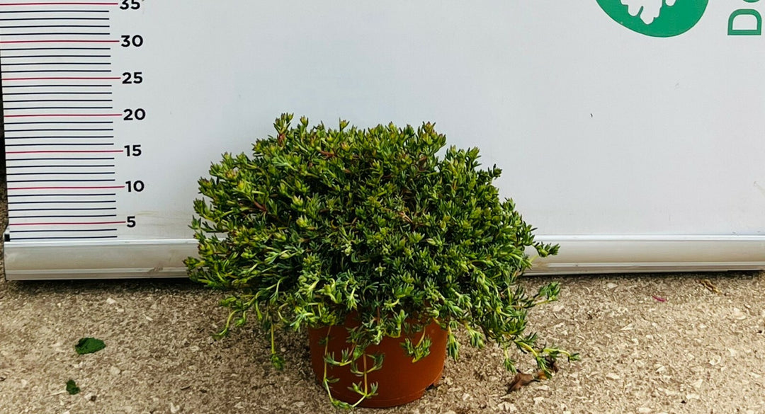 PIANTA DI LAMPRANTHUS  VASO 22 CM (foto reale) COLORI MIX