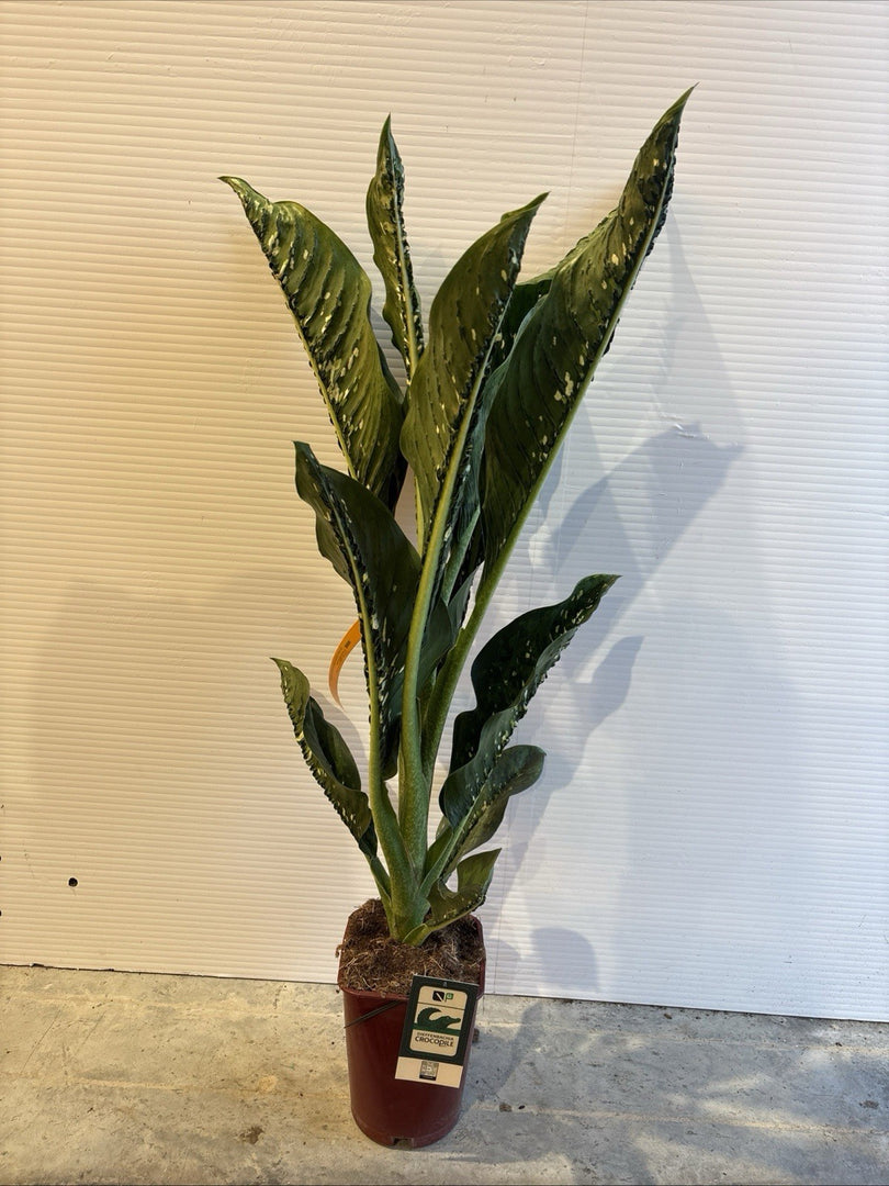 PIANTA DI DIEFFENBACHIA CROCODILE in vaso 17