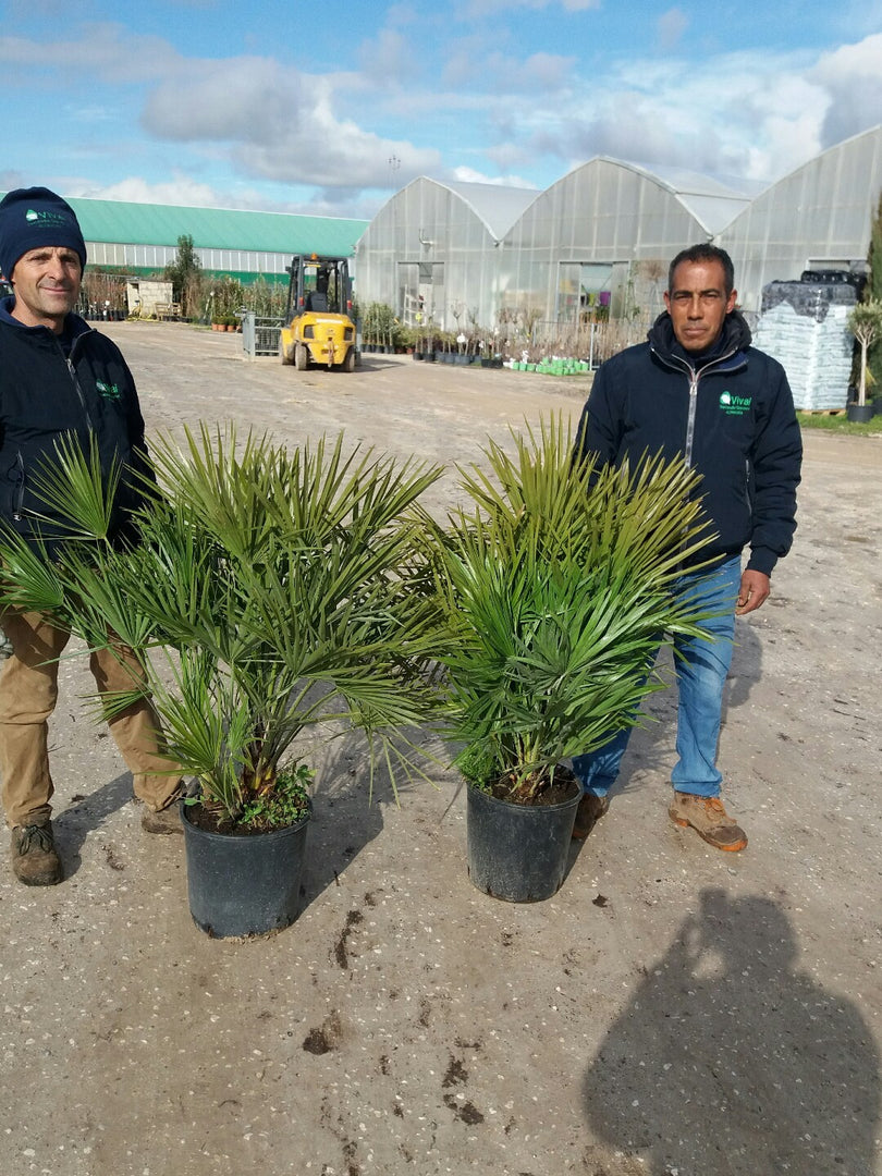 PIANTA DI CHAMEROPS UMILIS PALMA NANA VASO 28 CM  ALTEZZA 130 CM (foto reali)