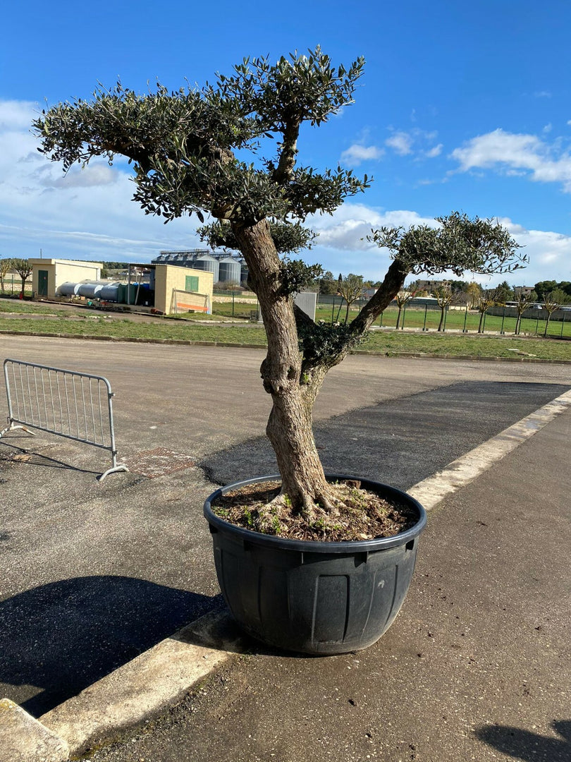 Albero di Ulivo Bonsai Secolari FOTO REALI ritiro in zona Altamura (BA)