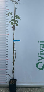 Carica immagine nel visualizzatore Galleria, PIANTA DI MORA LOCH NESS in vaso 16/18 (foto reale)