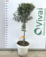 Carica immagine nel visualizzatore Galleria, PIANTA DI ULIVO "CIPRESSINO" AD ALBERELLO VASO 25CM H. 90/100 CM
