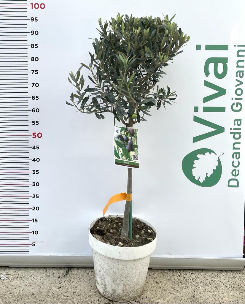PIANTA DI ULIVO "CIPRESSINO" AD ALBERELLO VASO 25CM H. 90/100 CM