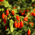 Carica immagine nel visualizzatore Galleria, PIANTA DI GOJI in vaso 16/18 (foto reali)