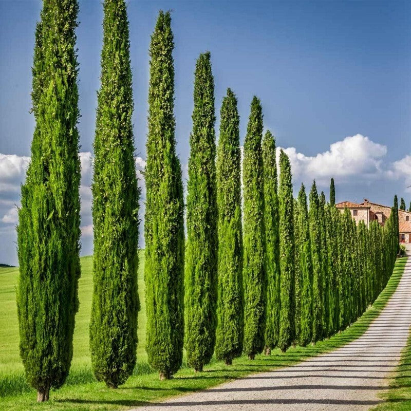 PIANTA DI CIPRESSO CUPRESSUS SEMPERVIRENS ALTEZZA 200  (foto reale) SEMPREVERDE