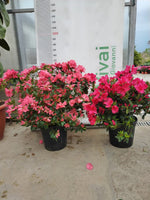 Carica immagine nel visualizzatore Galleria, PIANTA DI RHODODENDRON AZALEA IN VASO cm 24 (foto reale) COLORI MIX