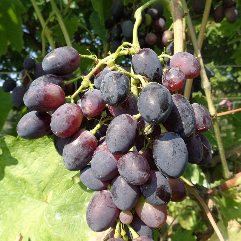 PIANTA DA FRUTTO UVA BLACK MAGIC in vaso età 2/3 anni (foto reali)