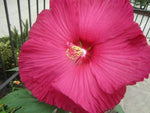 Carica immagine nel visualizzatore Galleria, PIANTA DI HIBISCUS SYRIACUS VASO 16 ALTEZZA 30/40 cm COLORI MIX