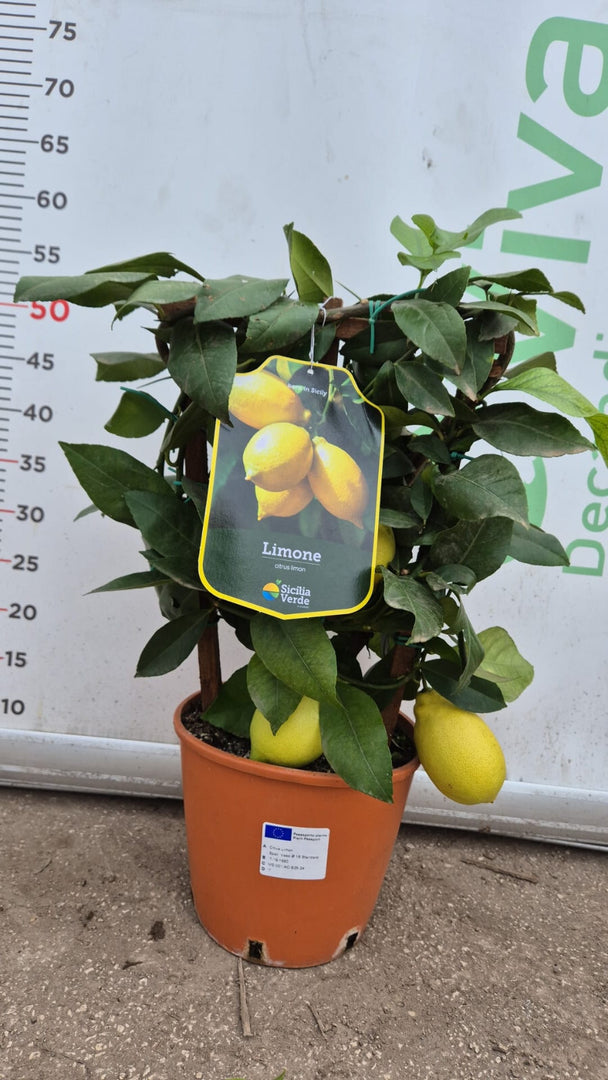 PIANTA DI LIMONE 4 STAGIONI a spalliera in vaso 20 (foto reali)