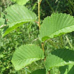 Carica immagine nel visualizzatore Galleria, PIANTA DI ULMUS MINOR IN VASO 18 CM (foto reale) OLMO CAMPESTRE