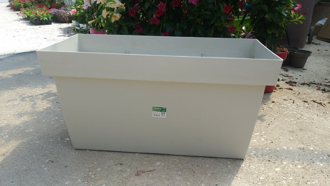 N. 1 VASO COMPLETO CON N. 2 PIANTE DI ALLORO ALTEZZA 160 CM