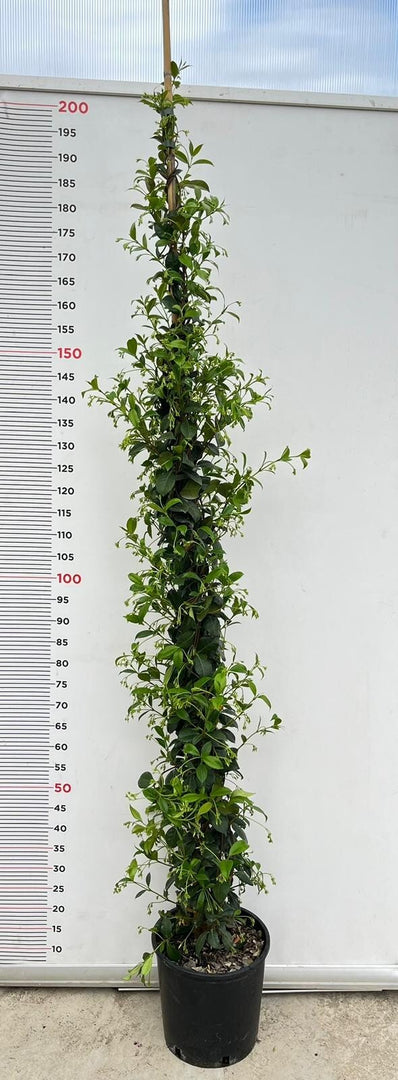 PIANTA DI RINCOSPERMUM JASMINOIDES VASO 24 H 210