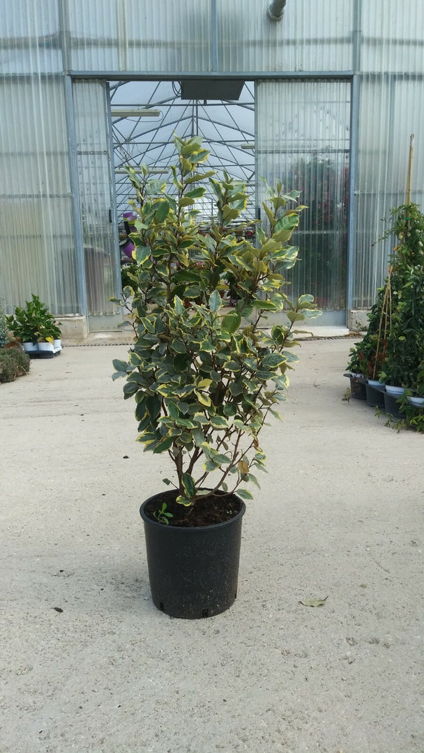 PIANTA DI ELEAGNUS EBBINGEI AUREA IN VASO 24 altezza 80/100 cm (foto reali)
