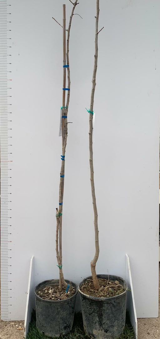 3 Piante di Pistacchio AEGINA (2 Femmina + 1 Maschio) Innesto 4 Anni – Fitocella