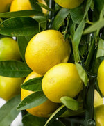 Carica immagine nel visualizzatore Galleria, PIANTA DI LIMEQUAT IN VASO 20 ALTEZZA 70 CM (foto reale)