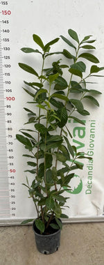 Carica immagine nel visualizzatore Galleria, 50 Piante di Lauroceraso V18 H 120/140 cm – Siepe Sempreverde – Prunus