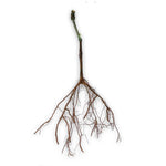 Carica immagine nel visualizzatore Galleria, 25 x Barbatelle di Vite Innestate a Radice Nuda – Uva da Tavola e da Vino